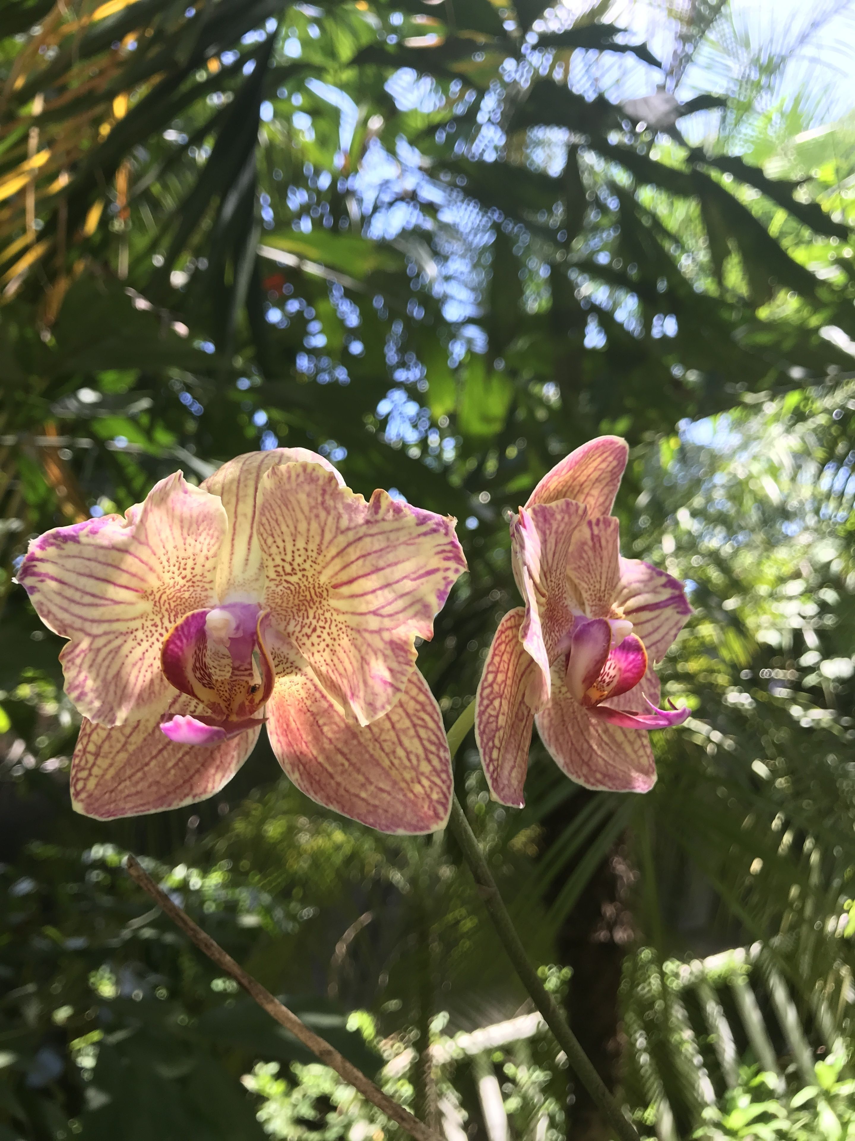 Foto - Tamarindo Village Hotel