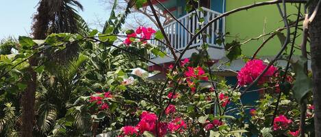 A colorful house with a balcony, surrounded by lush greenery and vibrant pink flowers.