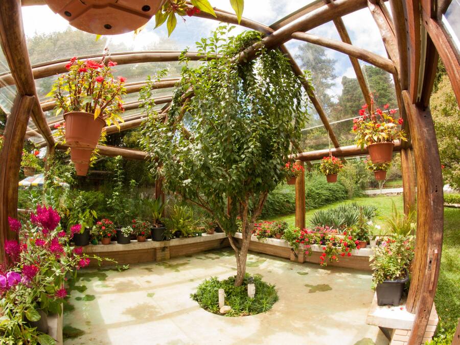 Un invernadero con un árbol central rodeado de plantas y flores en macetas.
