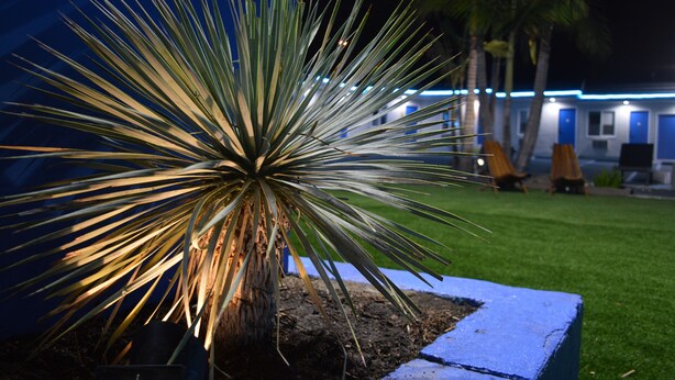 Une scène nocturne mettant en scène un grand agave planté dans un pot, un bâtiment bien éclairé avec des portes bleues et une pelouse verdoyante.