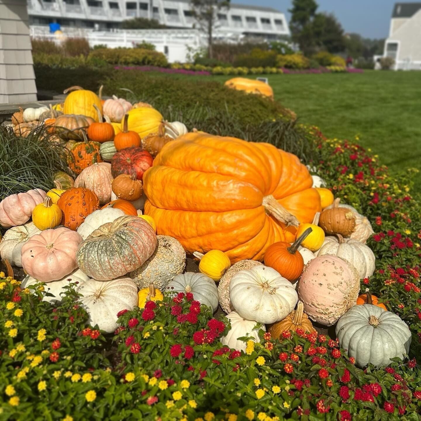 A variety of pumpkins and gourds arranged in a garden bed with flowers.