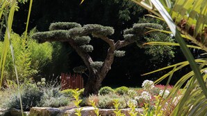 Ein gepflegter Garten mit einem großen Baum, verschiedenen Sträuchern und einem Kiesweg.