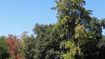 A park with a large tree, a pond, and a grassy area.