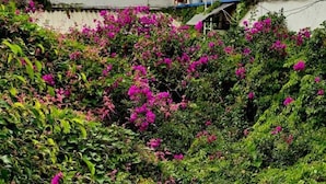 A building with a covered outdoor area, lush green foliage, and pink flowers. - Hotel Dos Lunas - Hostel (Oaxaca)