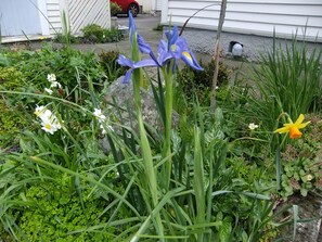 A garden with various flowers and plants, including white and yellow blooms, and a large rock. - Abbeycourt Motel (Lower Hutt)
