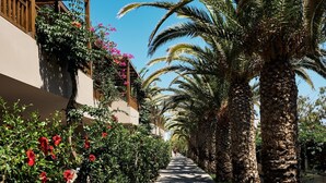 A paved pathway lined with palm trees and flowering bushes, leading to a building with a wooden balcony and hanging plants. - Stella Village Seaside Hotel - All inclusive (Hersonissos)