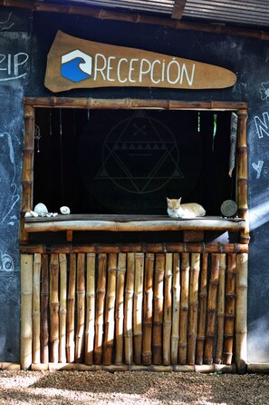 Reception - Dreamsea Surf Camp (Tamarindo)