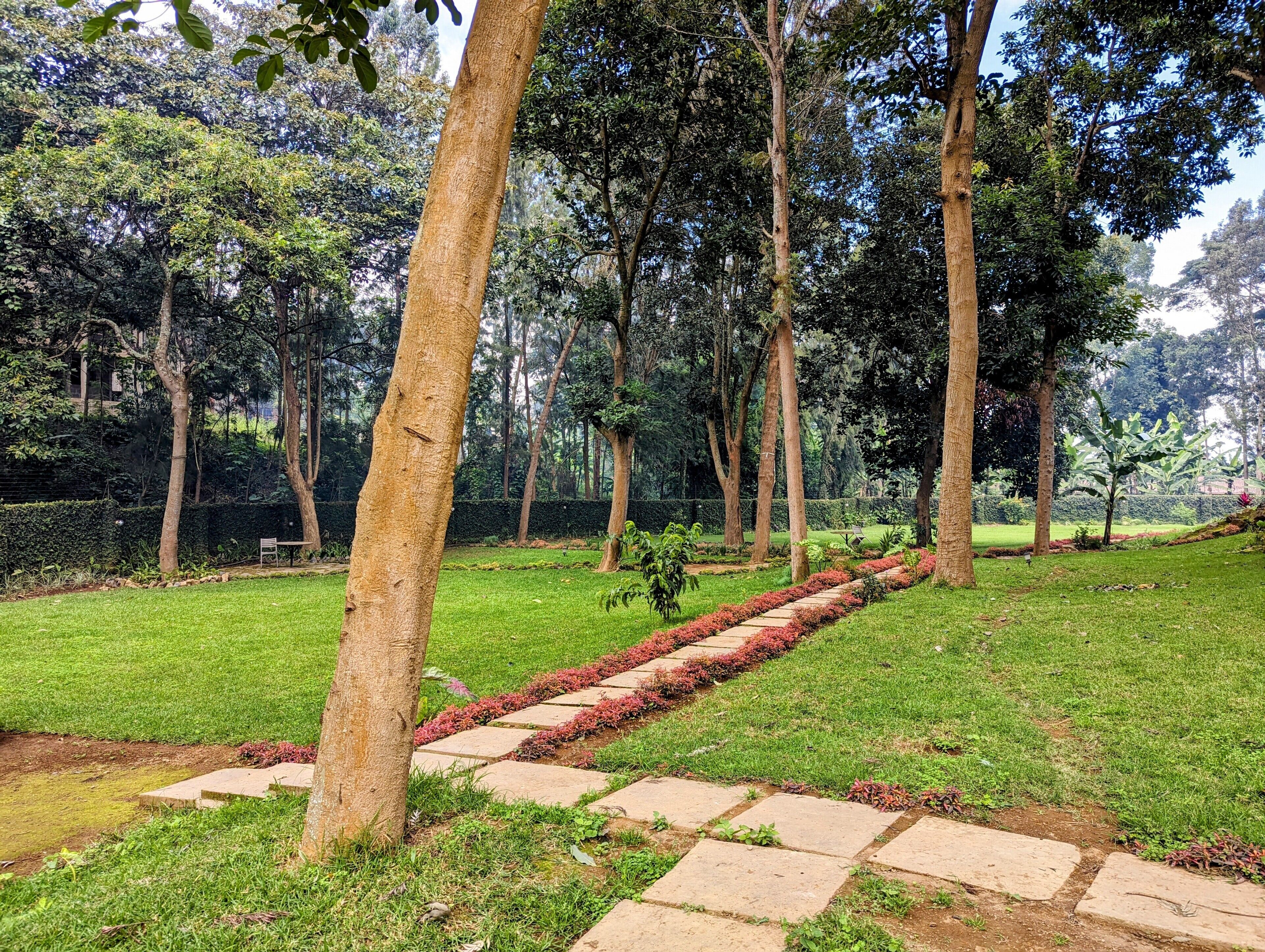Un sendero bordeado de flores rojas que atraviesa un parque con árboles altos y una zona verde.