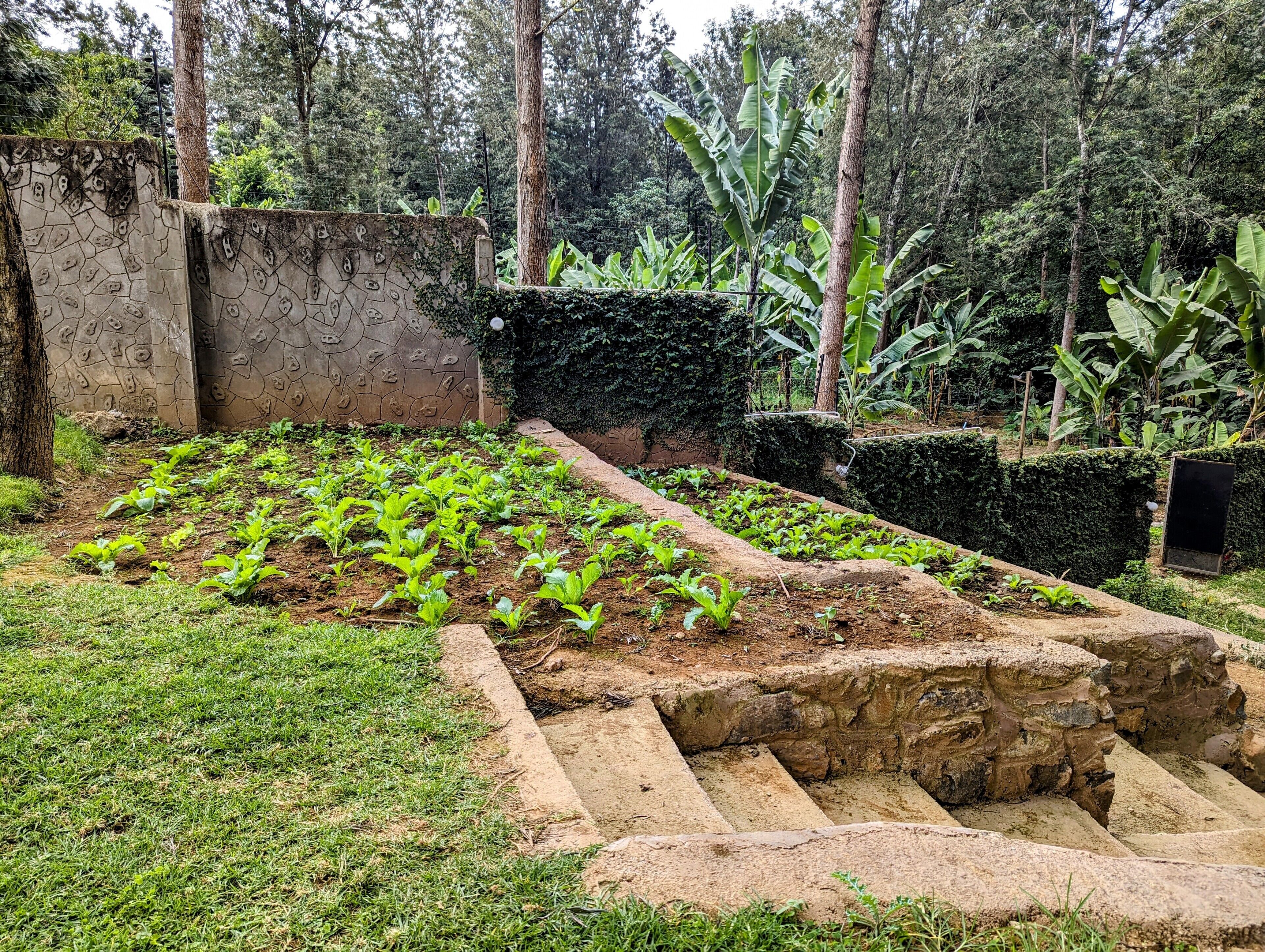 A garden with raised beds, a stone wall, and a variety of plants.