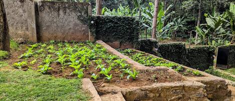 A garden with raised beds, a stone wall, and a variety of plants.