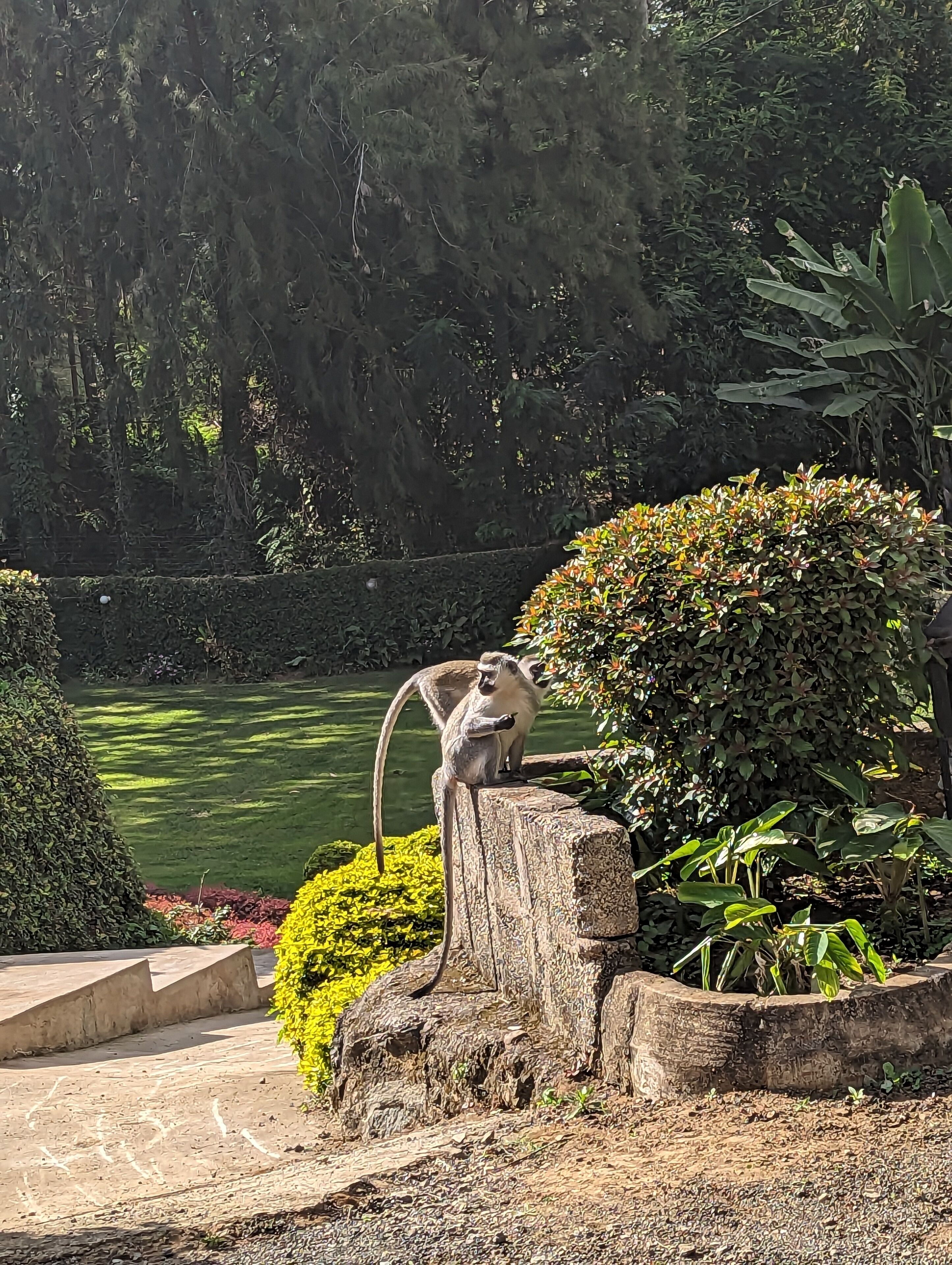 Ein Affe sitzt auf einem Baumstumpf in einem Garten mit Teich und verschiedenen Pflanzen.