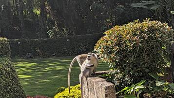 Ein Affe sitzt auf einem Baumstumpf in einem Garten mit Teich und verschiedenen Pflanzen.
