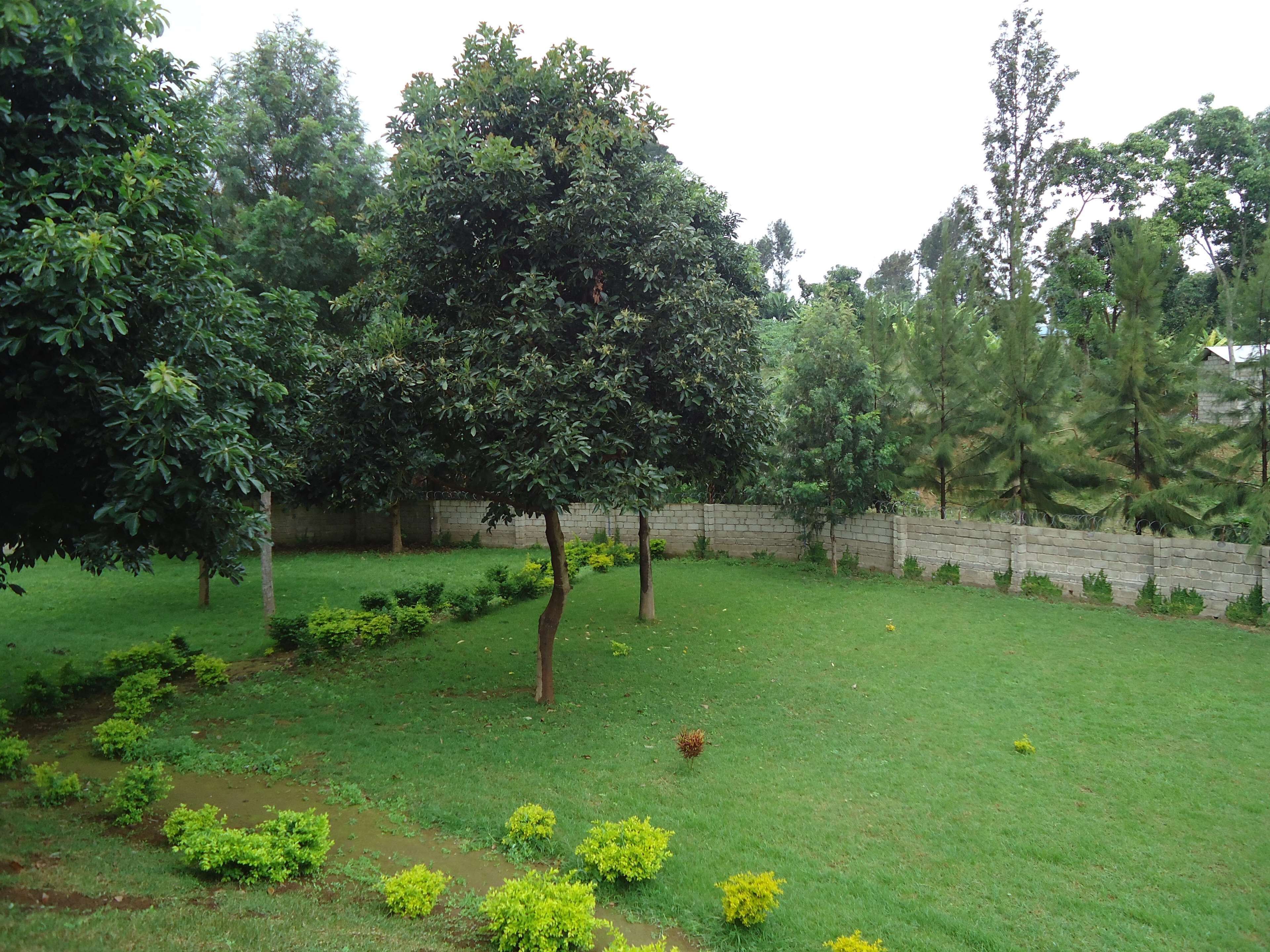 A grassy area with trees and a stone wall.