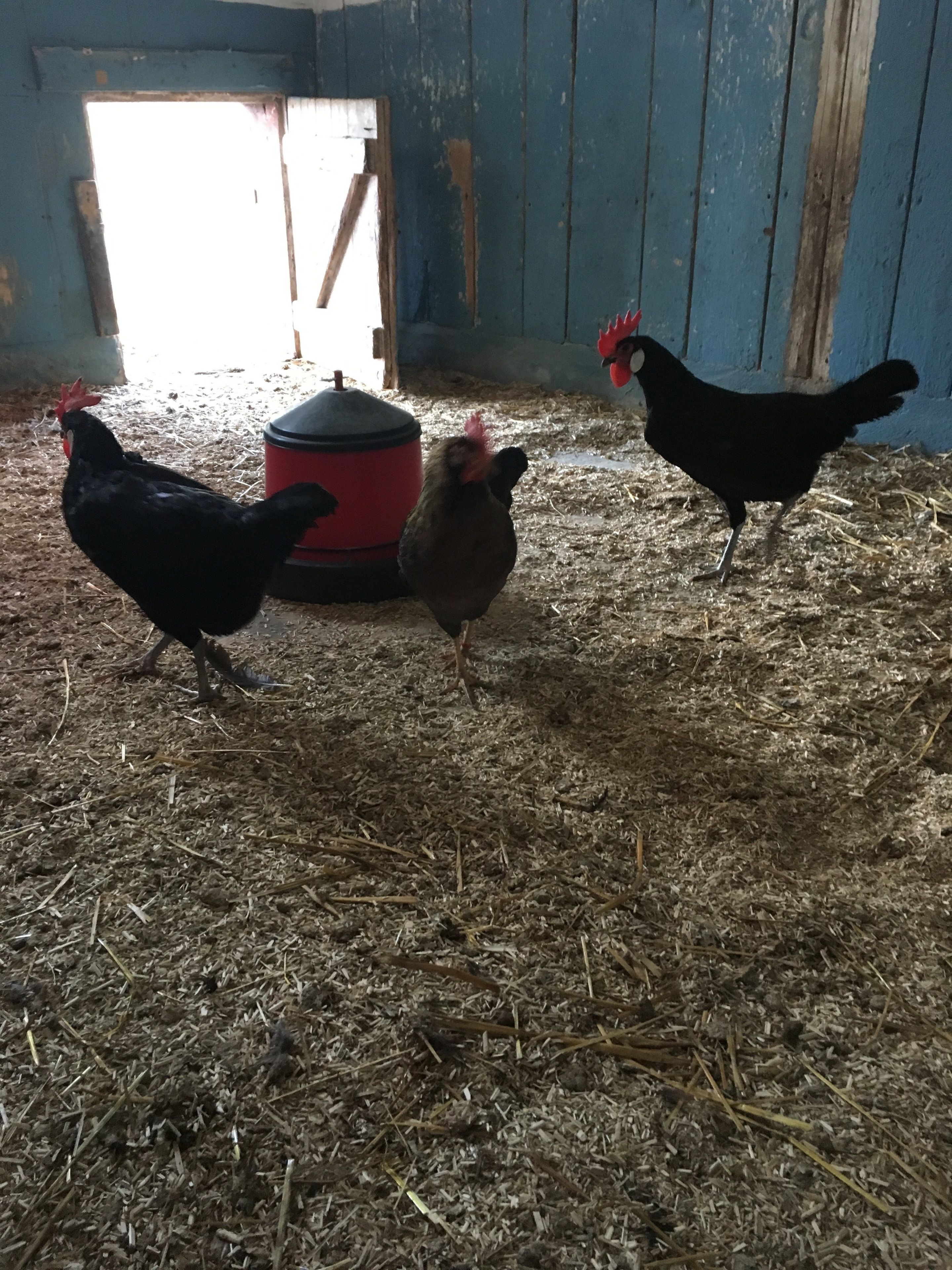 Three chickens in a barn with wooden walls and a straw-covered floor.