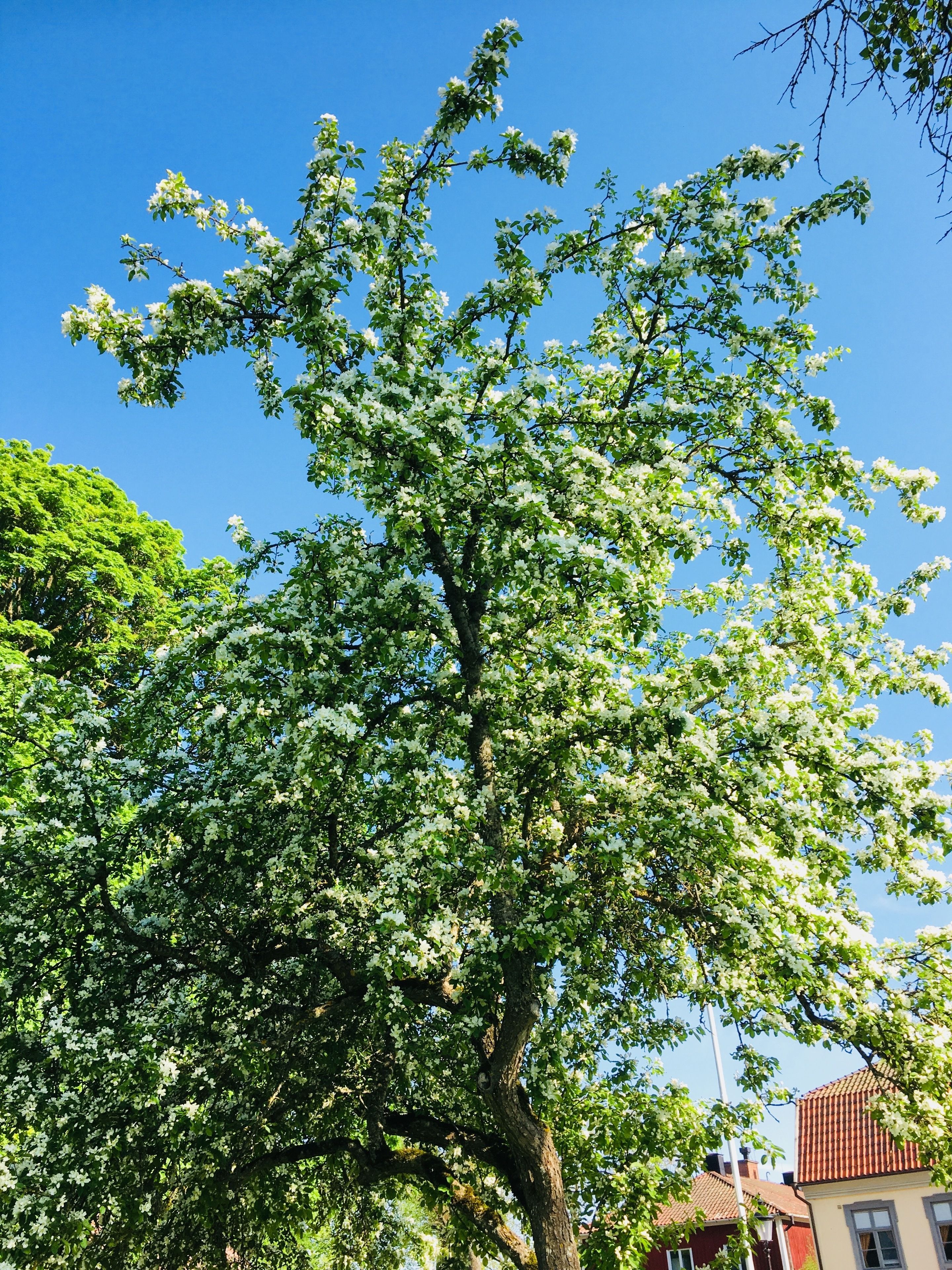 Et træ med hvide blomster mod en klar blå himmel.