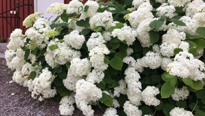 A cluster of white hydrangea bushes in front of a red building with a white door and window. - Brunsbo G:a Biskopsgård Hotell & Konferens (Skara)