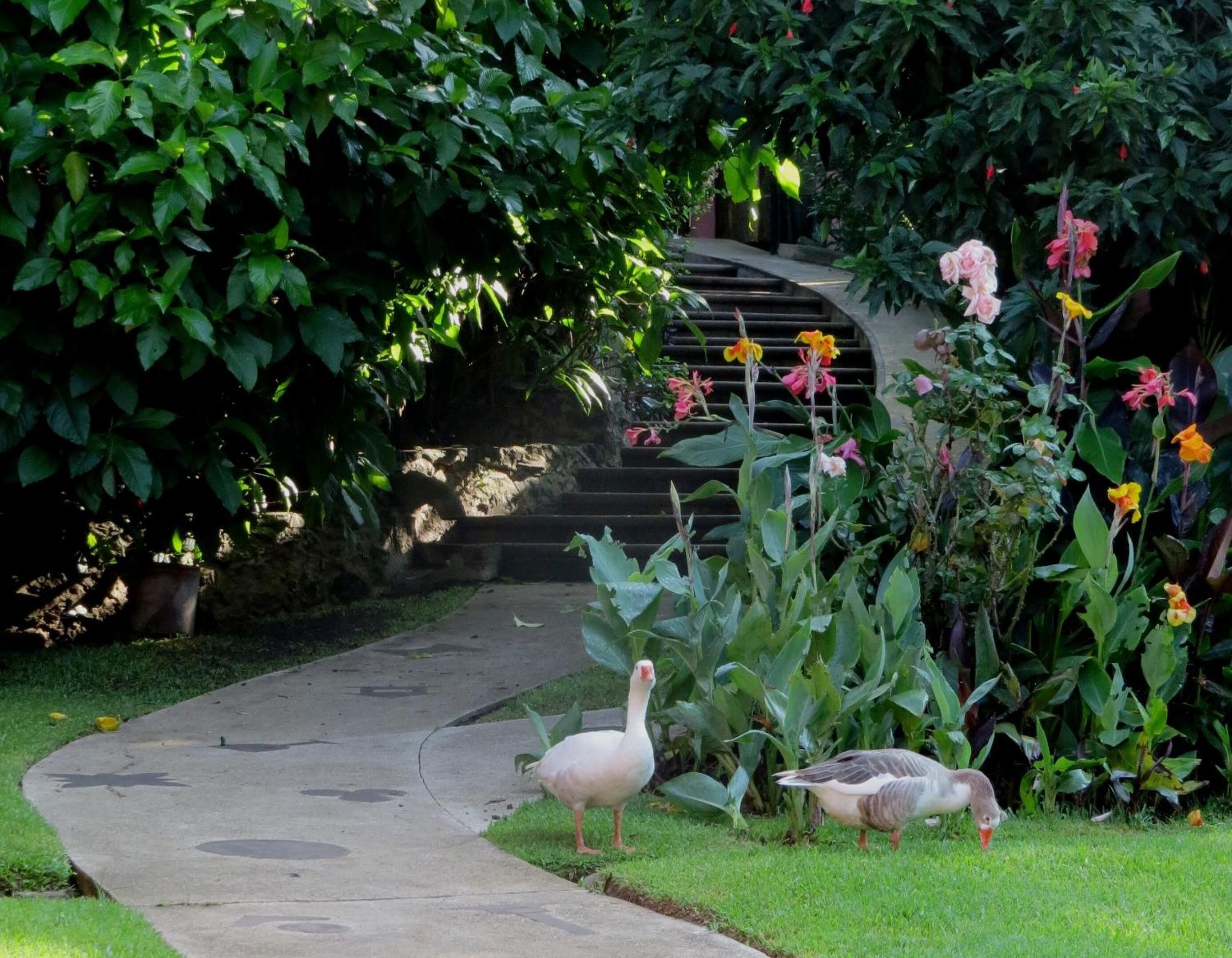 A pathway leading to a staircase surrounded by lush greenery and flowering plants.