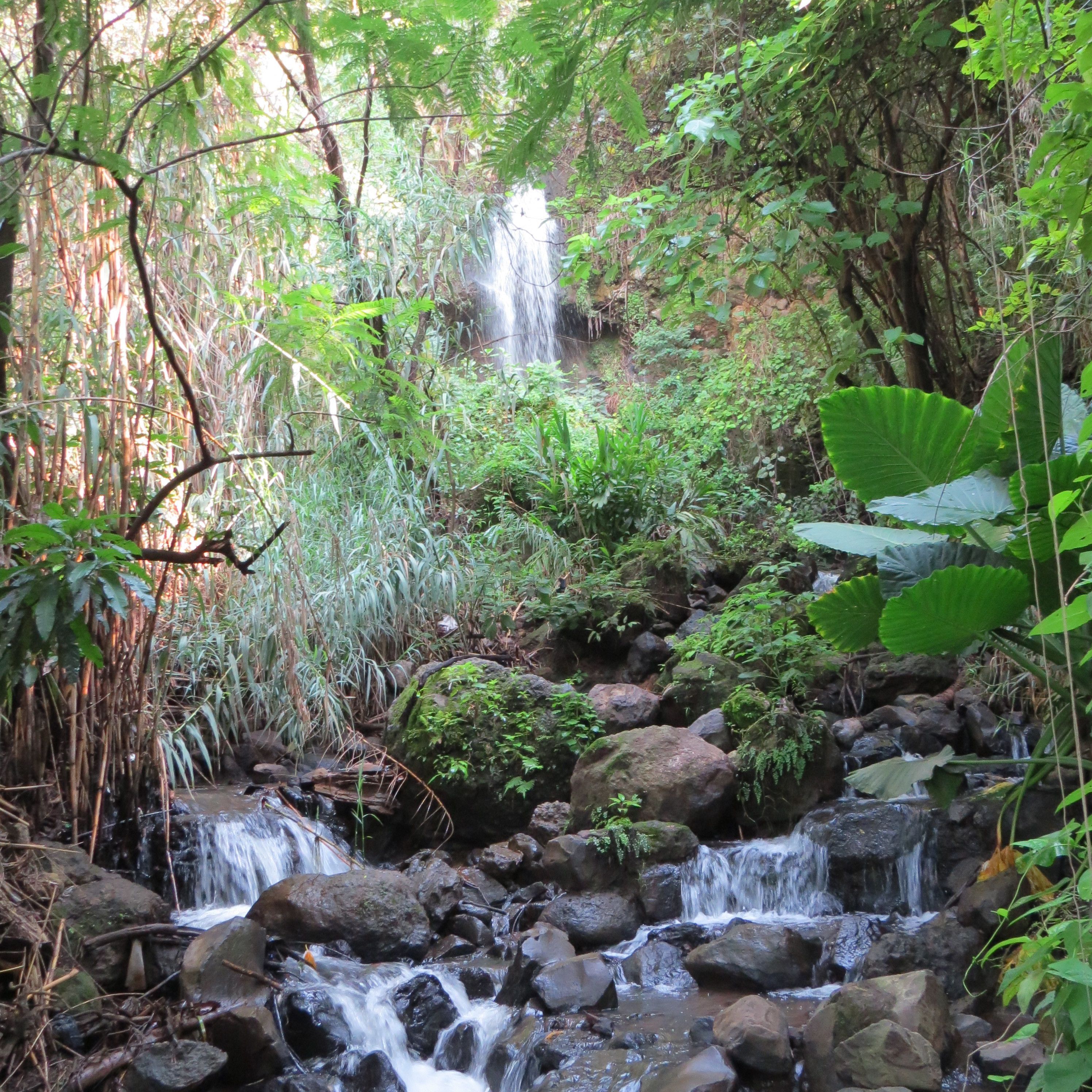 A natural waterfall surrounded by dense foliage and rocks.
