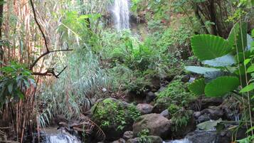 A natural waterfall surrounded by dense foliage and rocks.