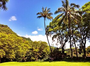 Property grounds - Agua Blanca (Jungapeo)