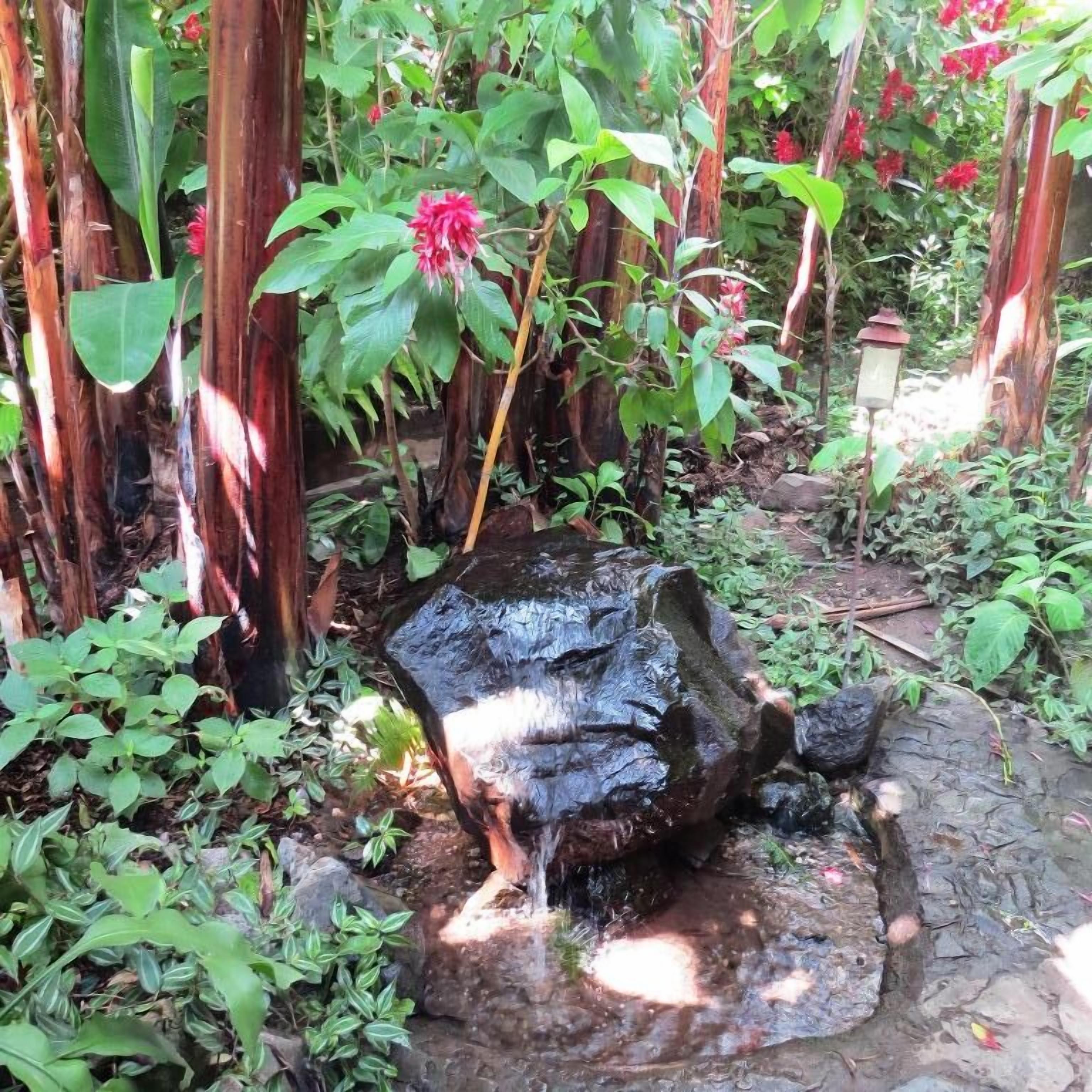 A garden with a small waterfall, surrounded by various plants and trees.