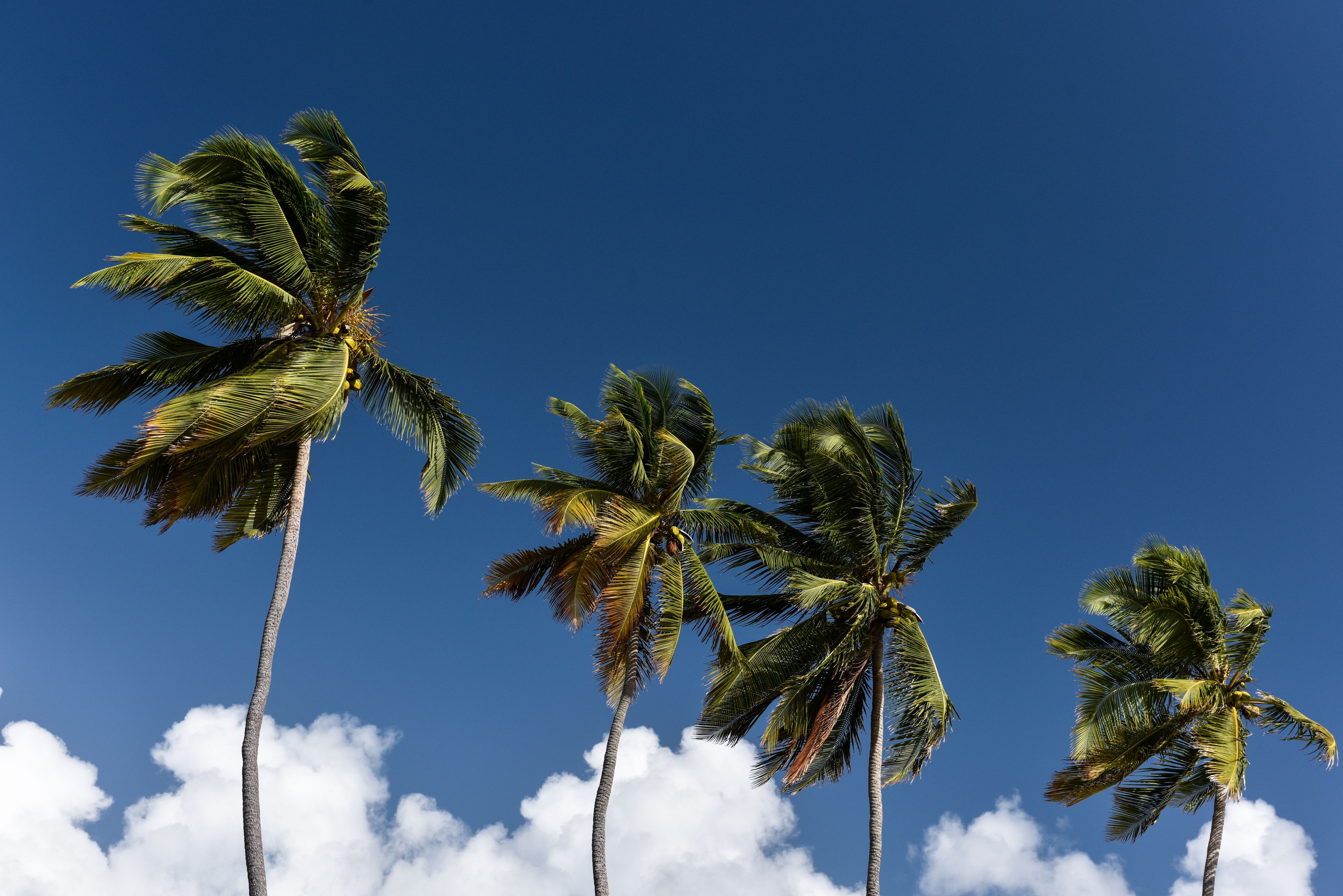 Four palm trees against a clear blue sky.