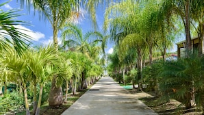 A pathway lined with palm trees and greenery, leading towards a building with a red roof.
