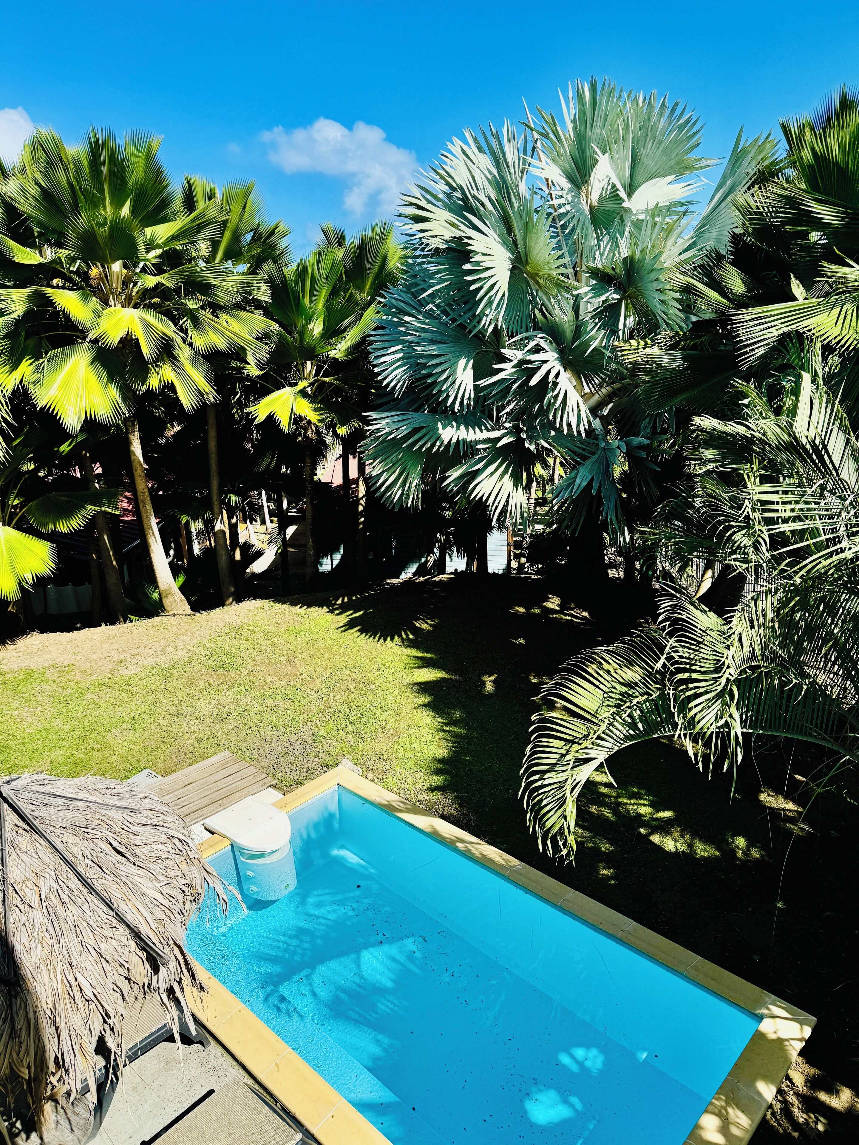 A swimming pool surrounded by palm trees and a grassy area.