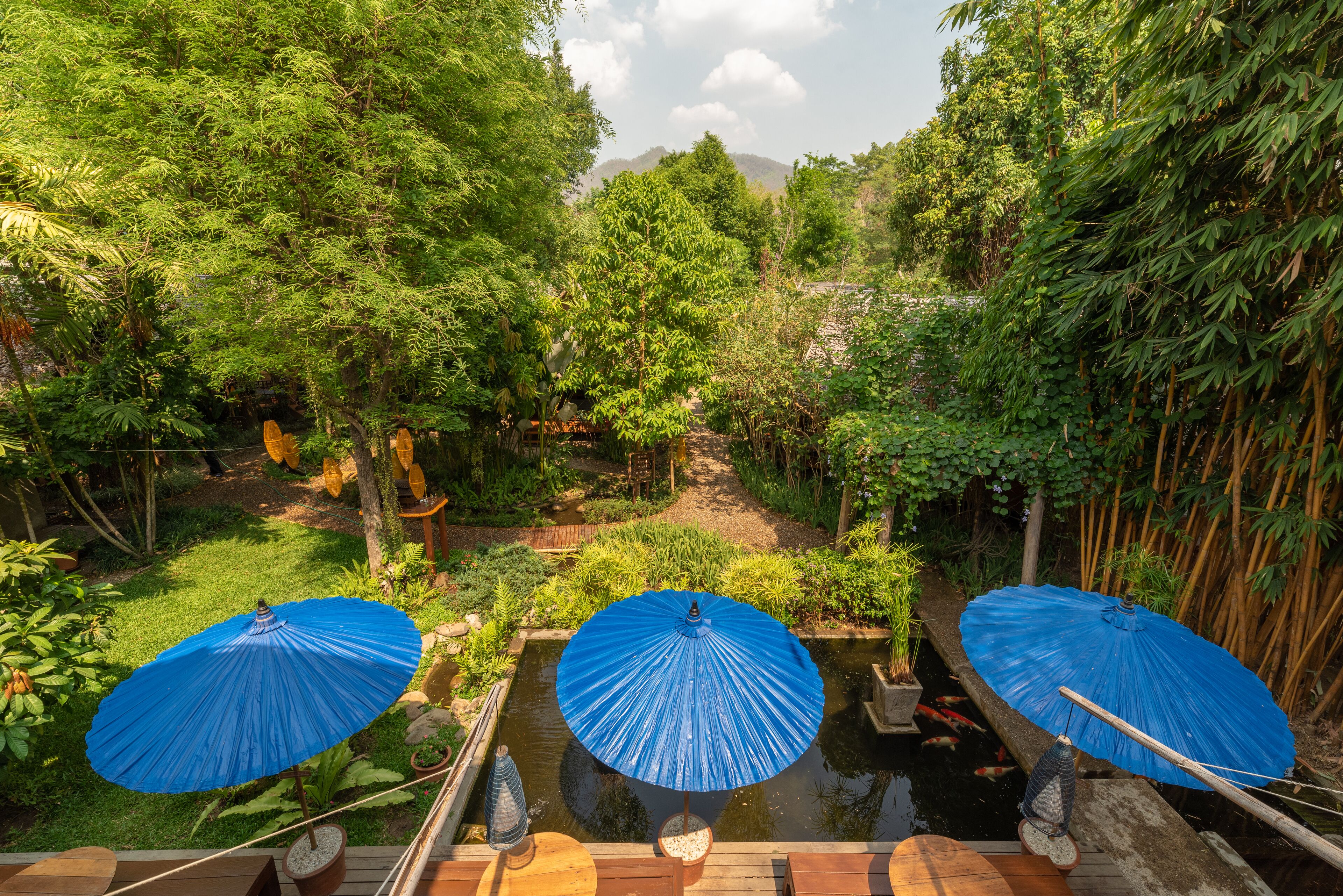 A garden with a pond, surrounded by lush greenery and bamboo. There are three blue umbrellas providing shade.