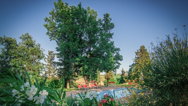 A pool surrounded by lush greenery and trees. - Agriturismo Campanacci (Faenza)