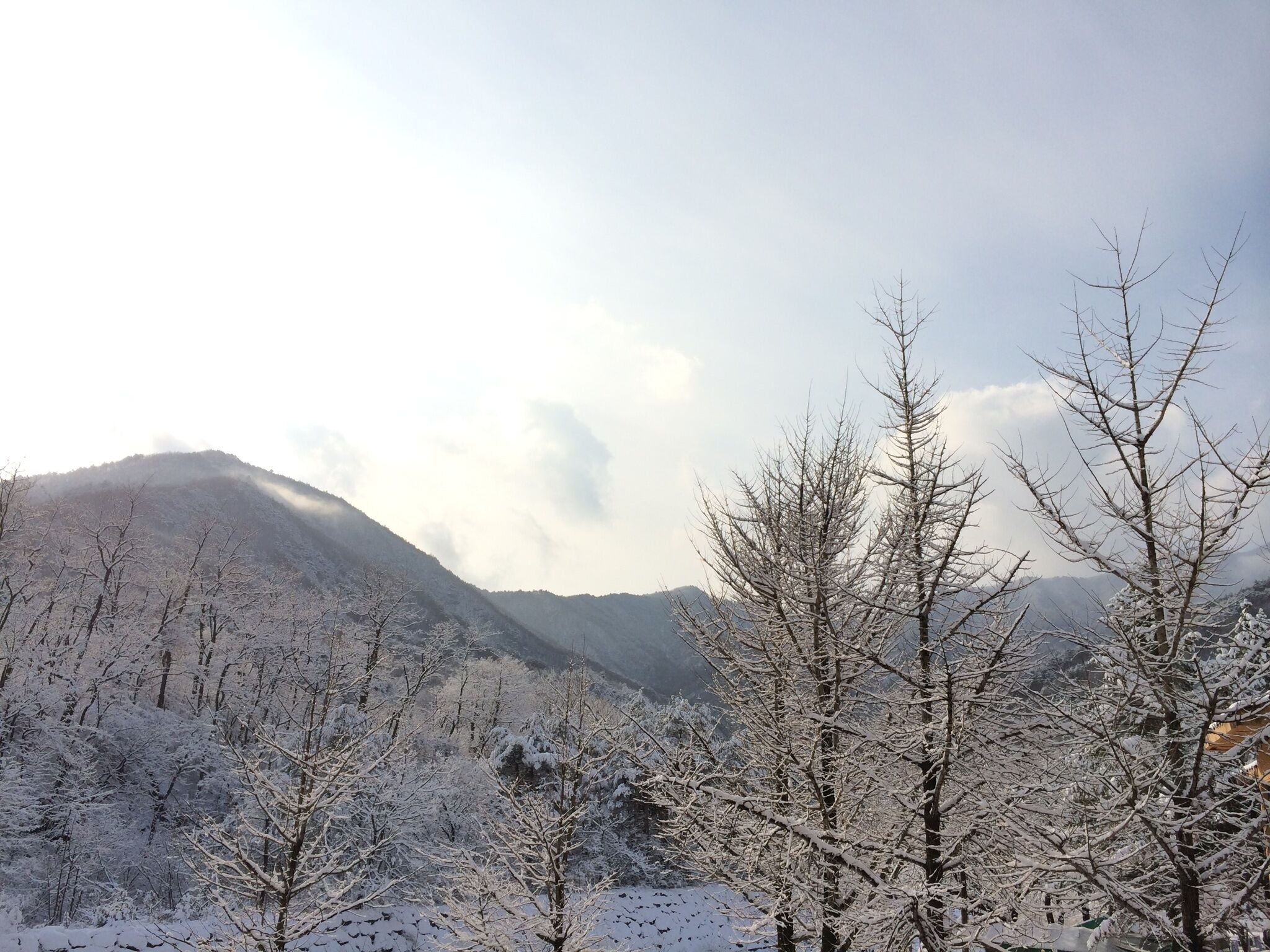 Paisatge de muntanya amb arbres coberts de neu i un cel serè.