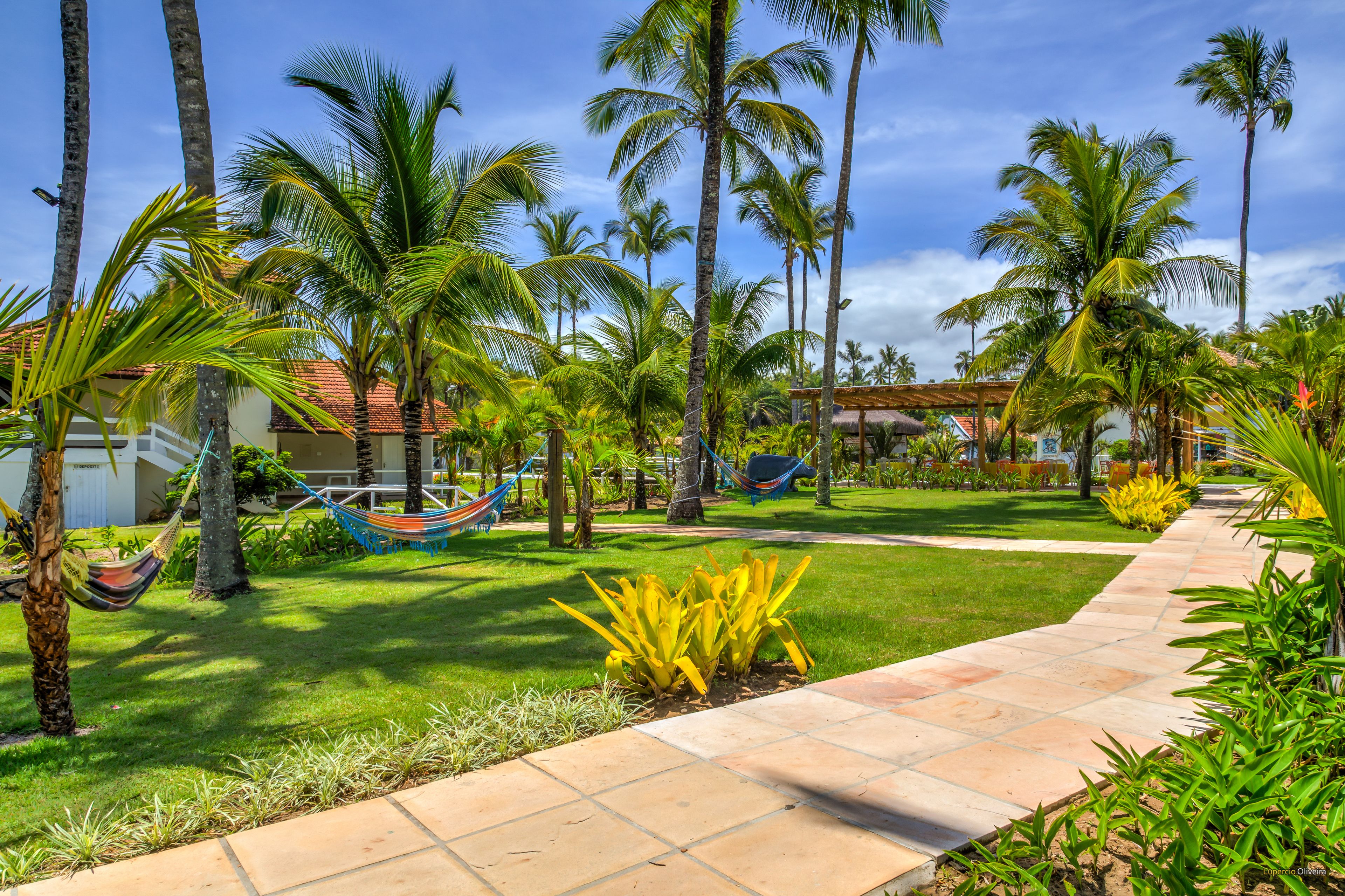 A tropical garden with palm trees, a hammock, and a paved walkway.