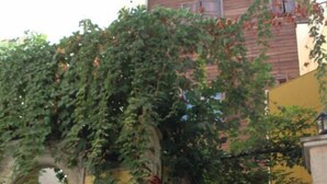 Un edificio con un letrero que dice "Betmondo HOTEL" y un arco cubierto de plantas trepadoras.