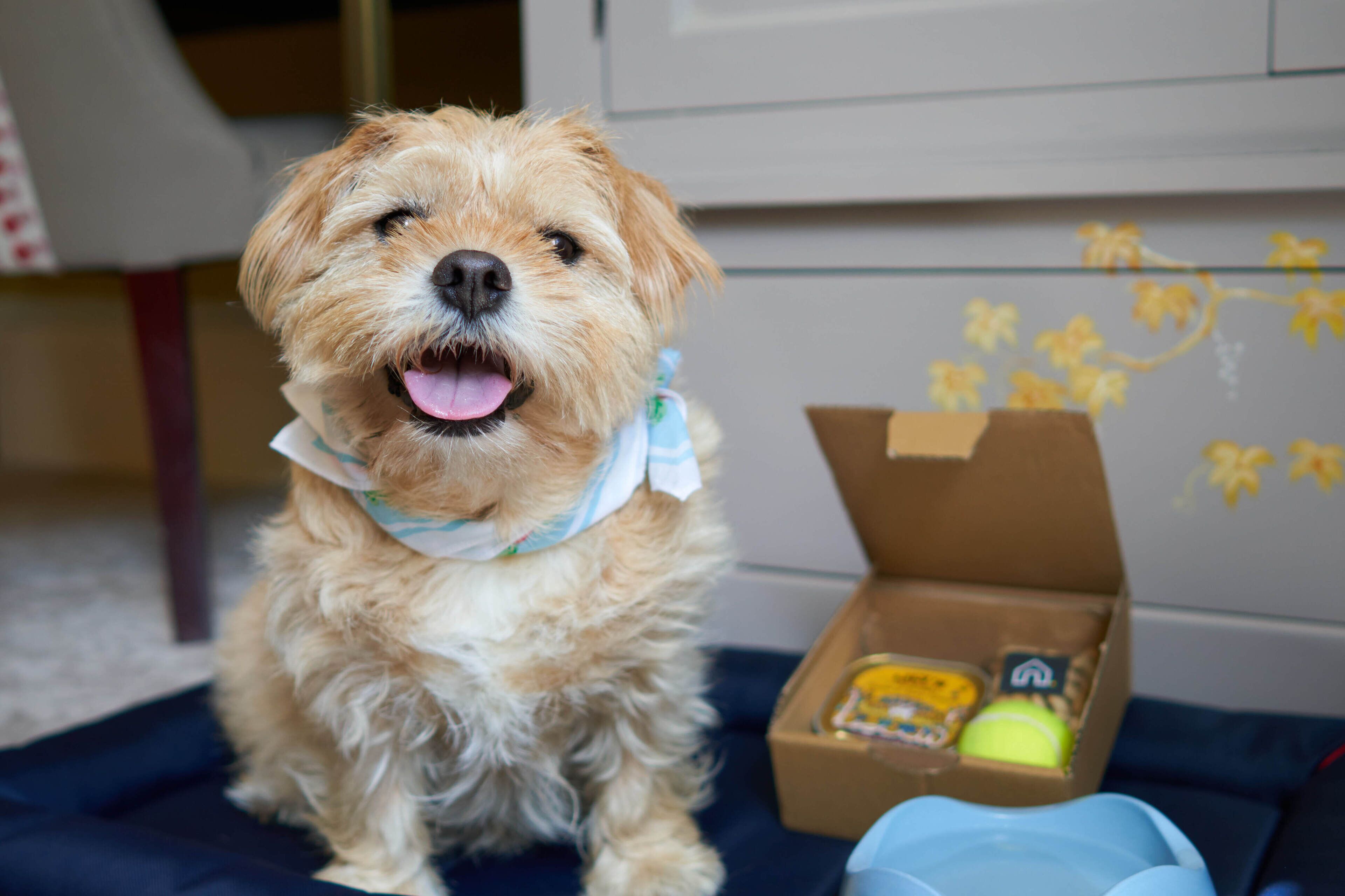 Foto - The Bird, Bath