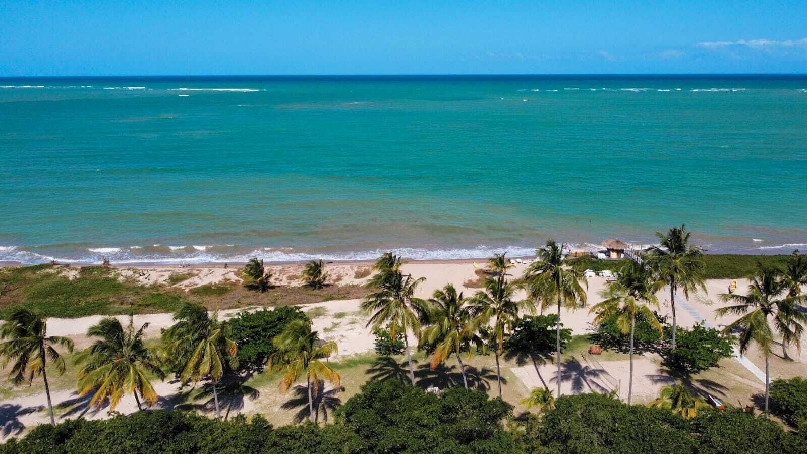 Een strand met palmbomen en een helder uitzicht over de oceaan.