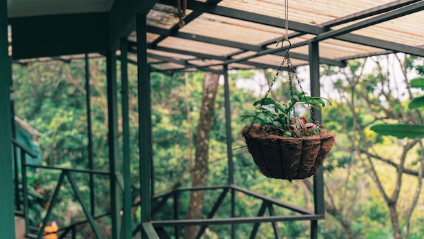 A hanging plant basket in a covered outdoor area with a metal railing and a view of dense greenery.
