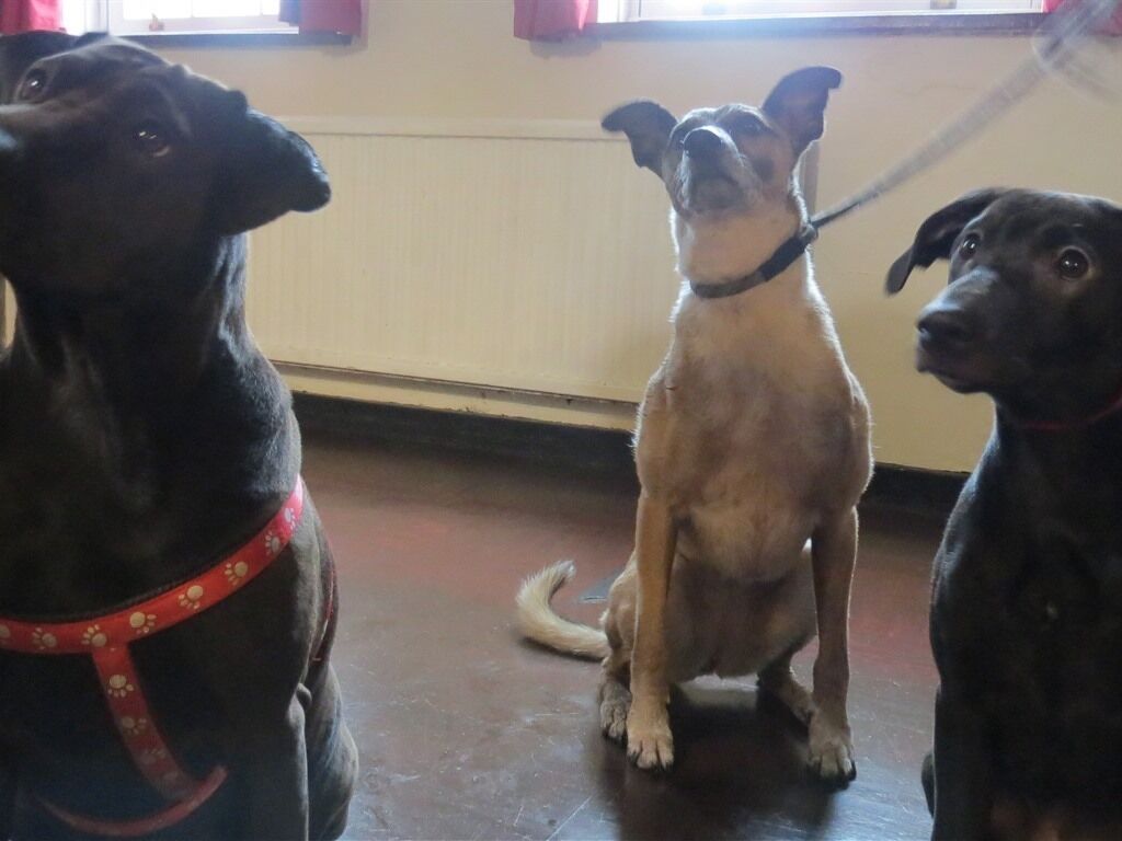 Tres perros en una habitación con suelo de baldosas y una ventana con cortinas.