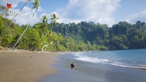 Une plage avec une tortue sur le sable, des palmiers et une forêt en arrière-plan.