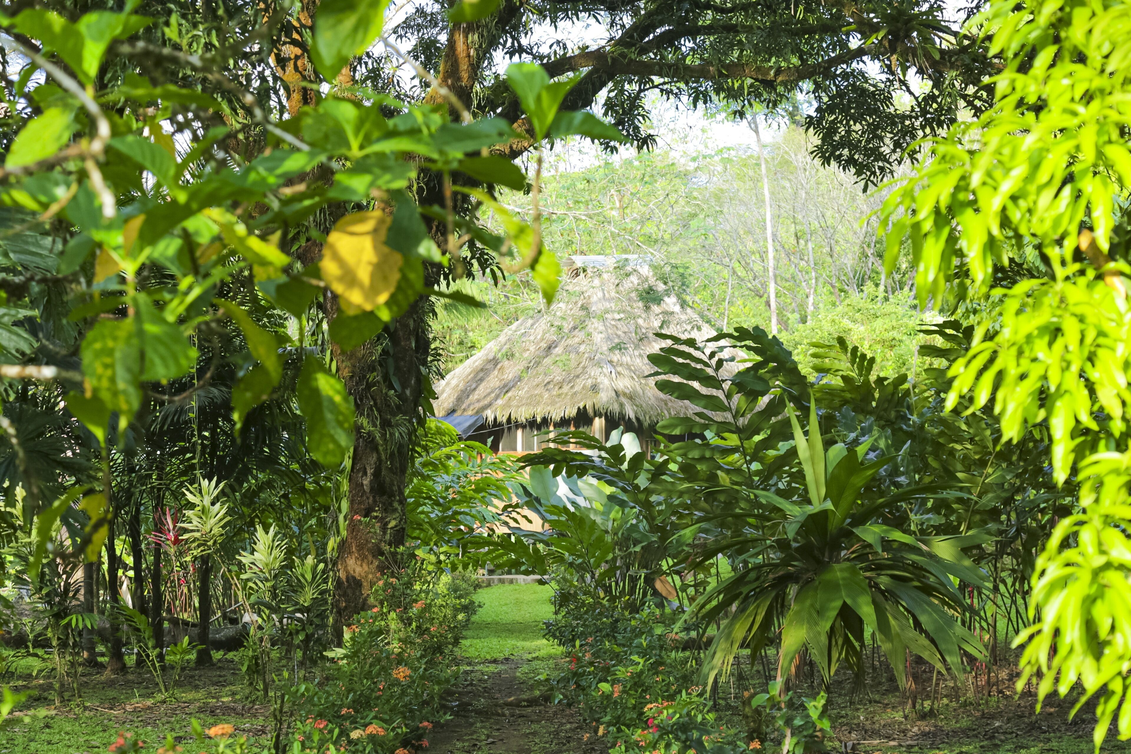 A lush garden with a thatched-roof structure, surrounded by dense foliage and tropical plants.