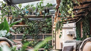 Un espacio interior acogedor con estantes de madera llenos de plantas, una zona de estar cómoda con sofá y cojines, y un techo rústico con vigas a la vista.