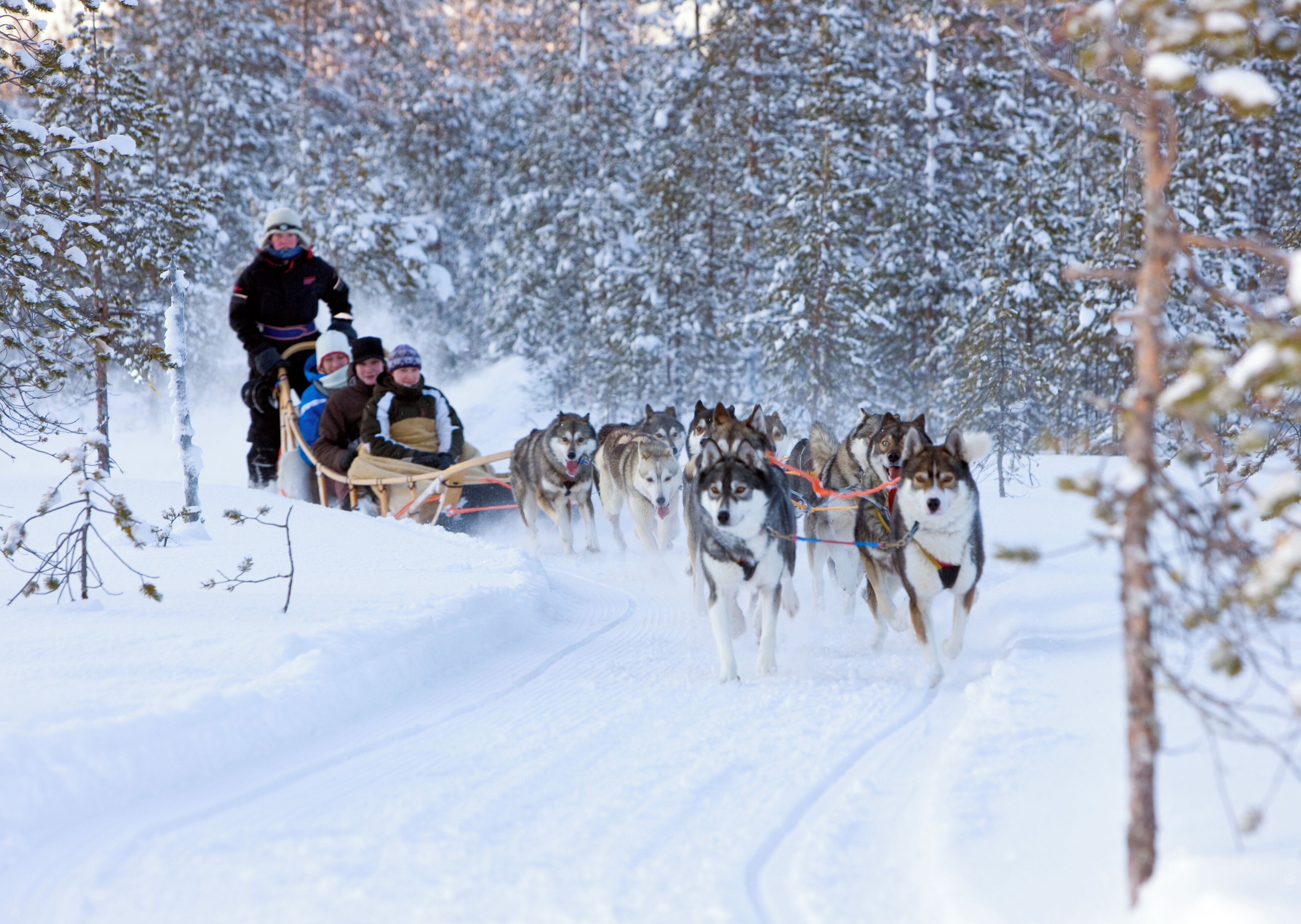 A group of sled dogs pulling a sled through a snowy forest.