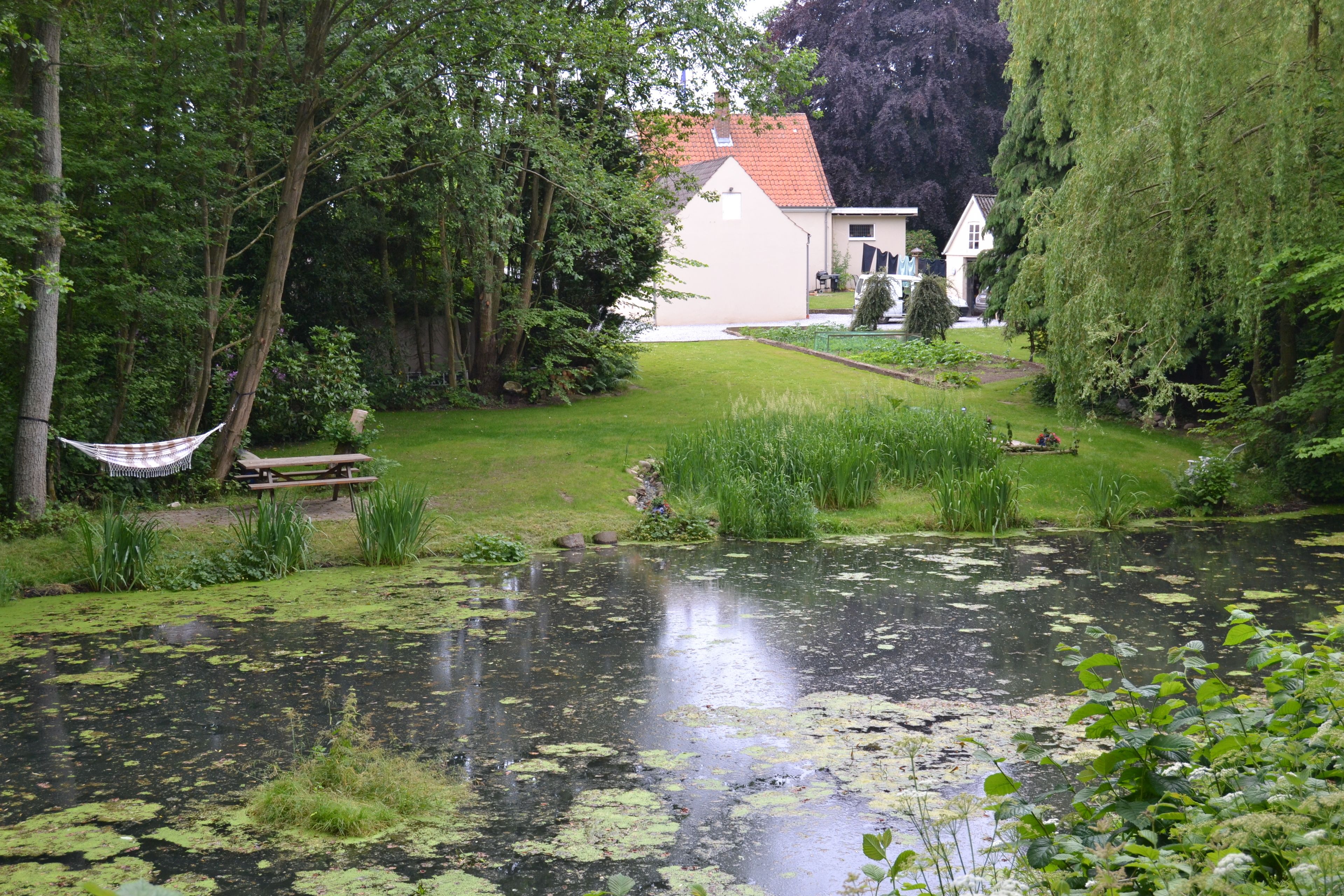 A serene pond with lily pads, surrounded by lush greenery and a wooden bench. In the background, there is a white building with a red roof.