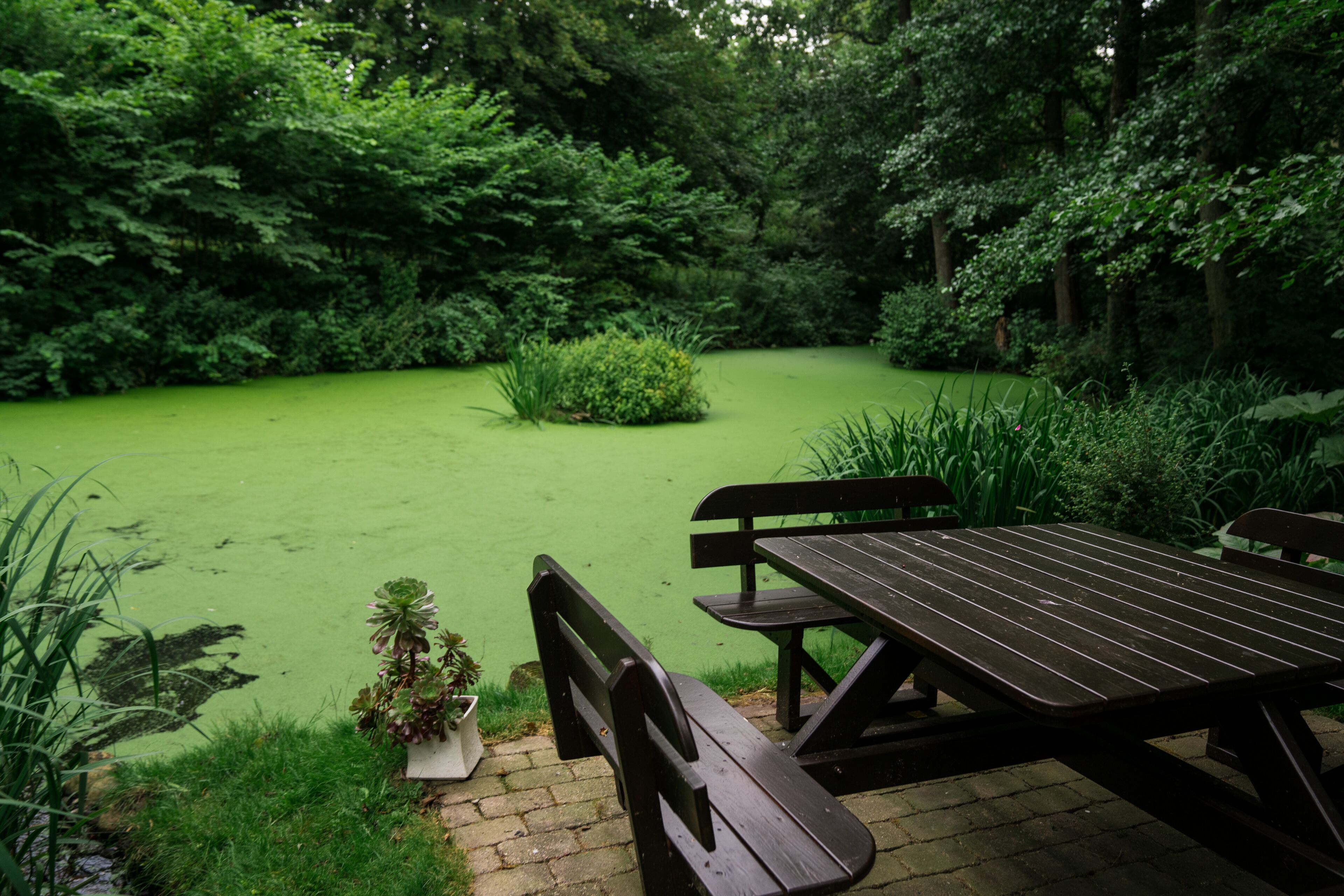 Uma mesa de piquenique e um banco num jardim exuberante, com vegetação densa e um lago.