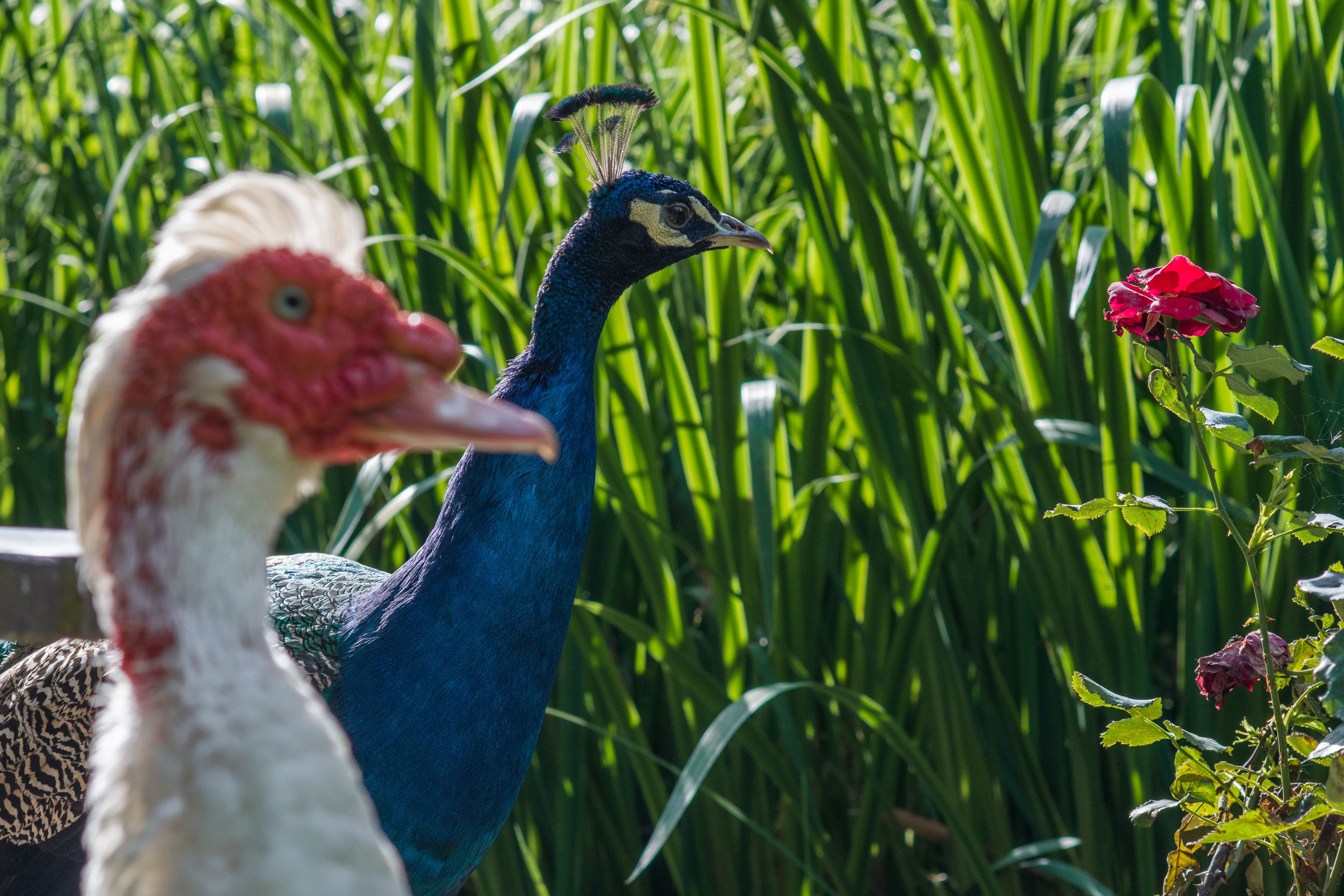 Two peacocks in a garden with tall green grass and a red rose.
