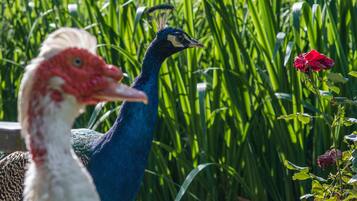 Two peacocks in a garden with tall green grass and a red rose.