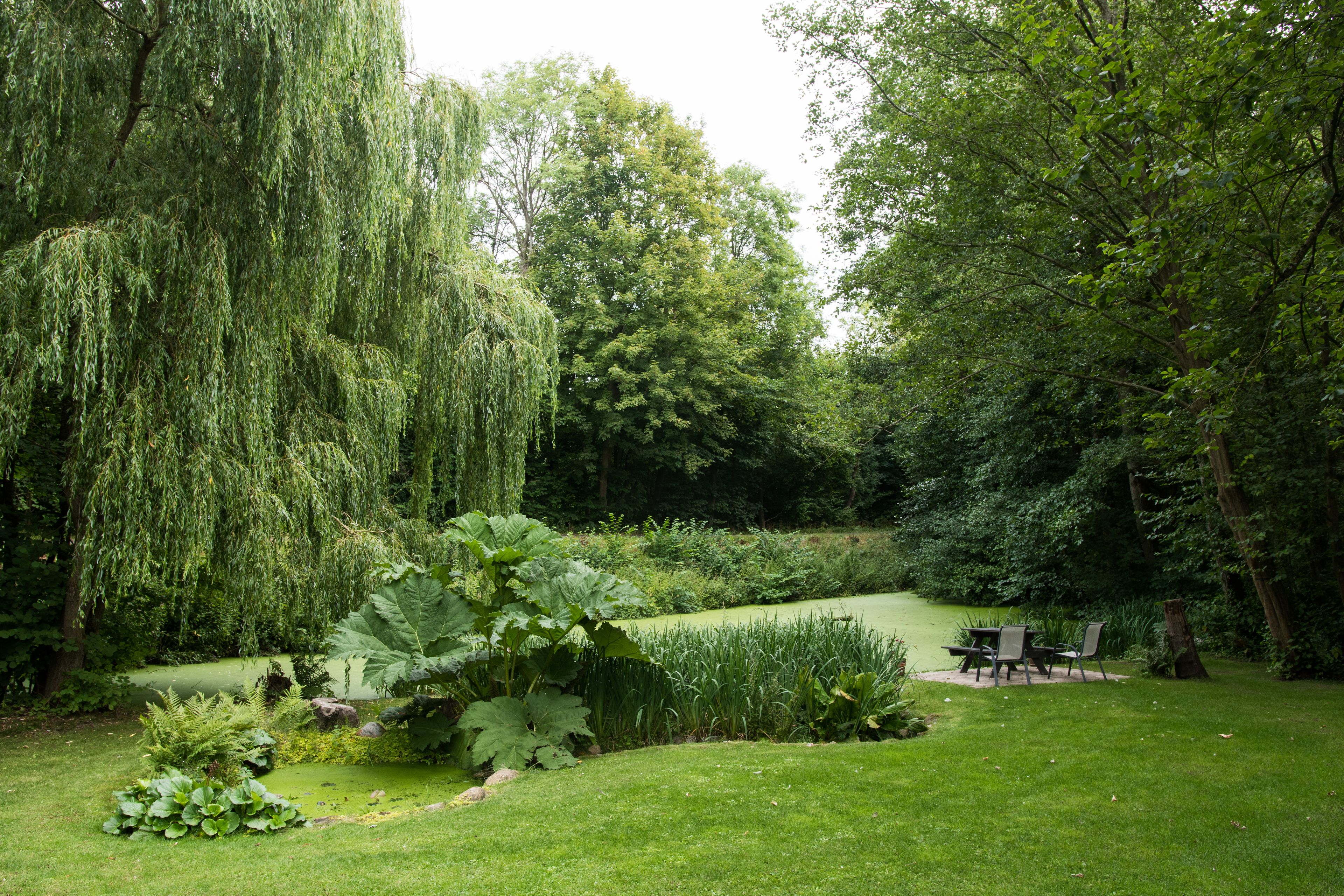 A lush garden with a pond, seating area, and various plants.