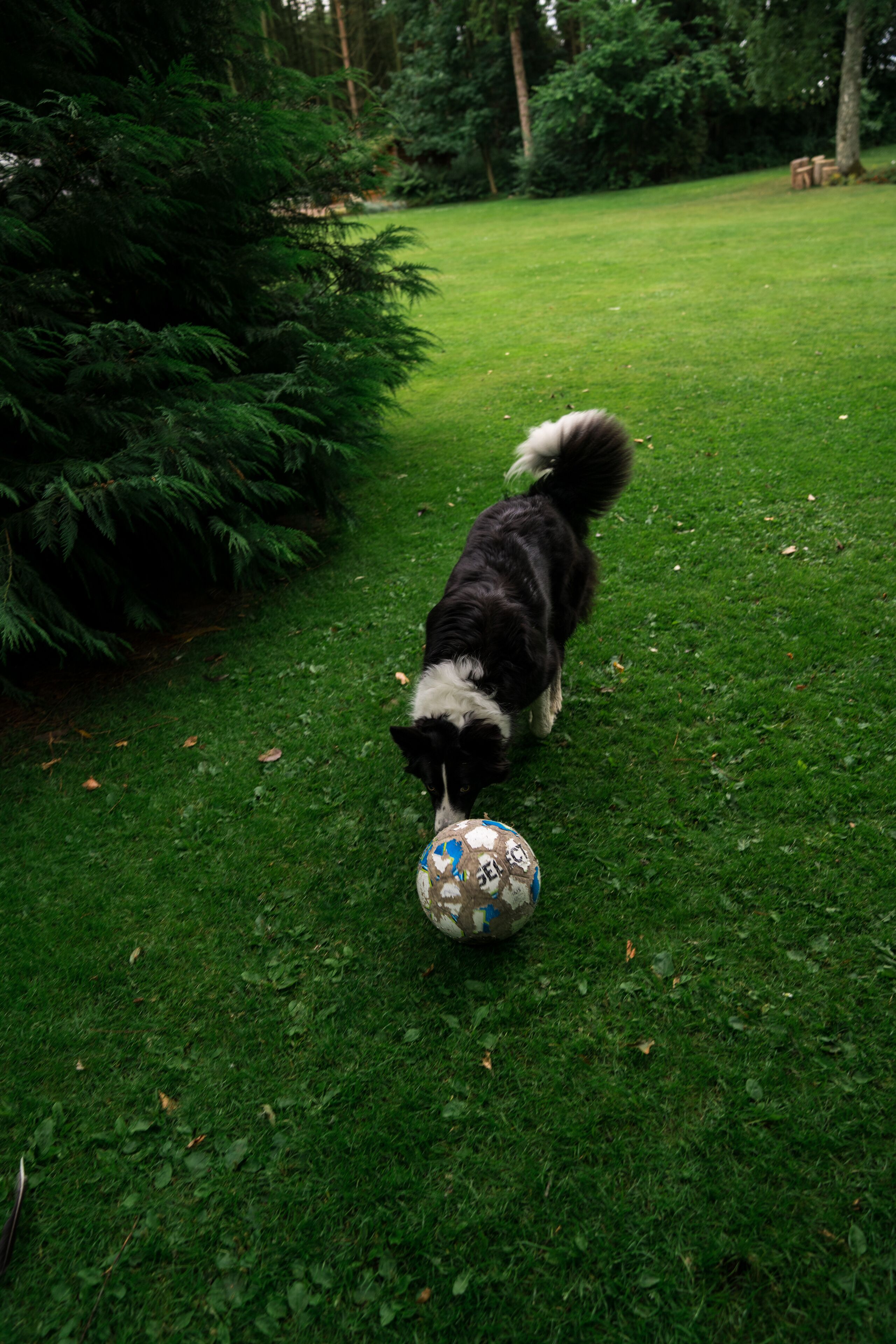 Un chien joue avec une balle sur une pelouse.