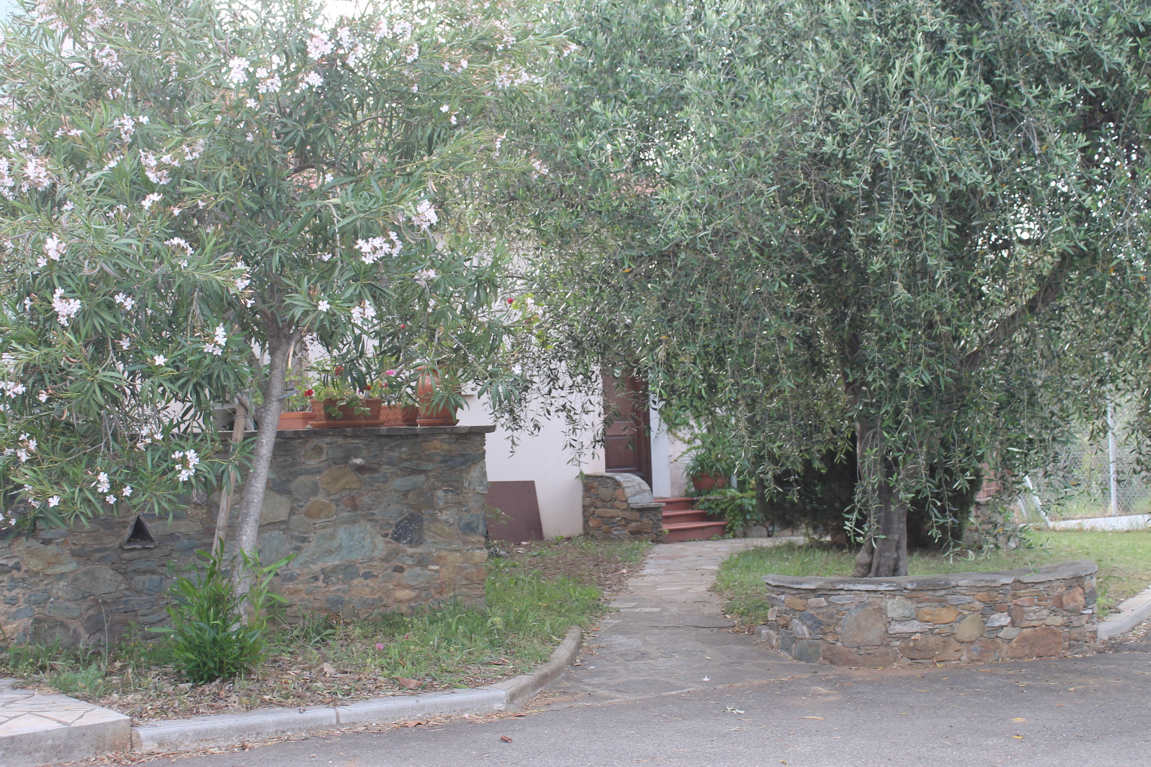 A stone pathway leading to a building with a stone wall and a tree with white flowers.