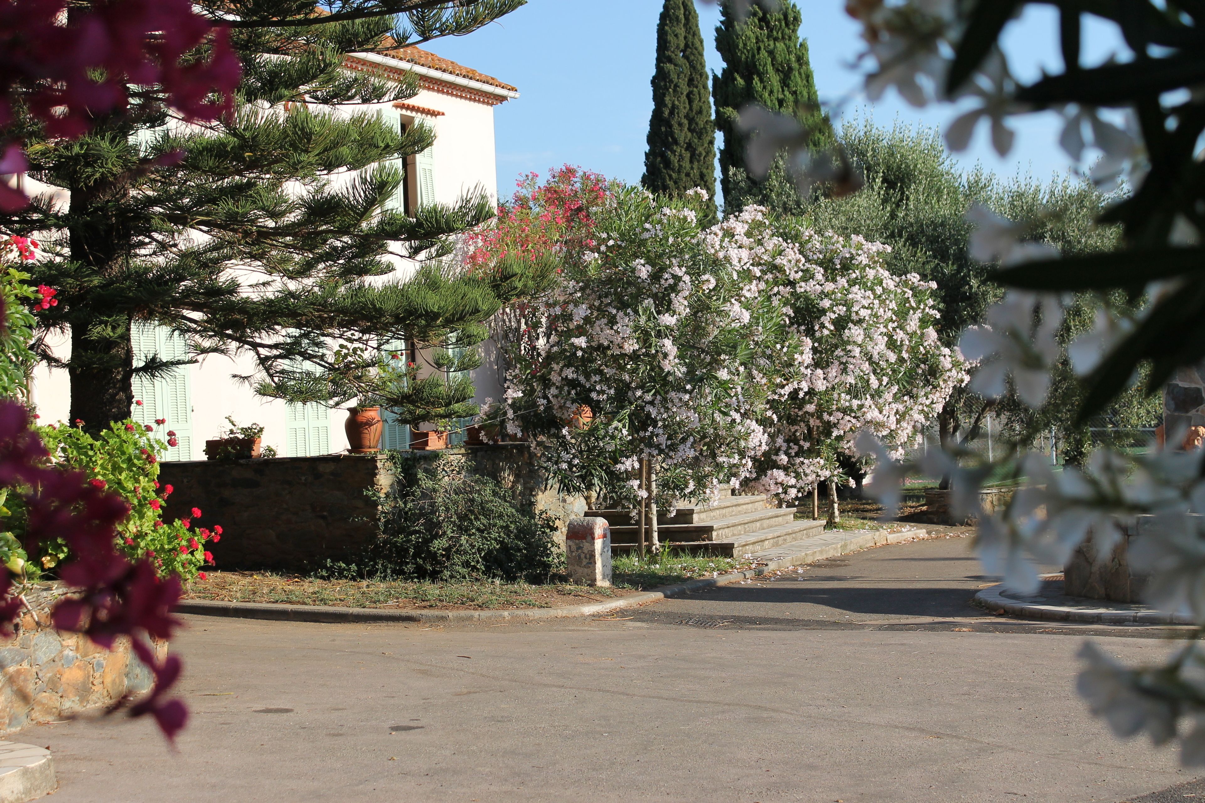 A street with a building, a tree with pink flowers, and a stone wall.