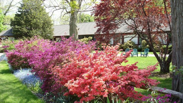 A well-maintained garden with various flowering shrubs and a lawn.